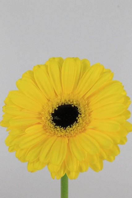 Gerbera Don Leo