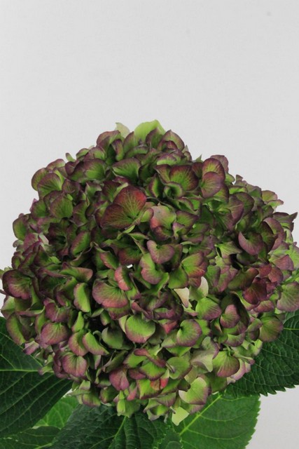 Hydrangea Gl Al Purple Classic 50cm Ø15-18cm