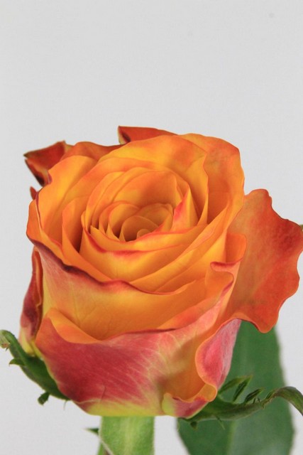 Rose Bg Downtown 50cm X10