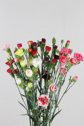 Carnation Spr Mixed In Bunch