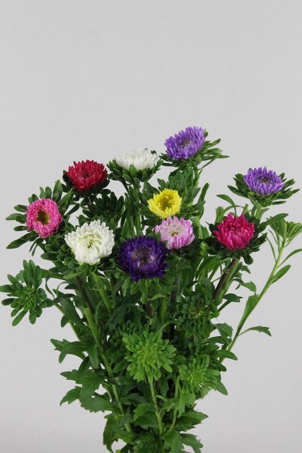 Callistephus Mixed In Bunch 45cm