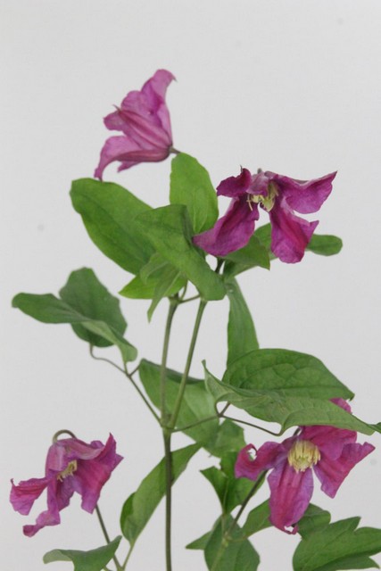 Clematis Amazing Kyiv 60cm
