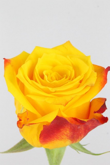 Rose Bg Candlelight 50cm X10