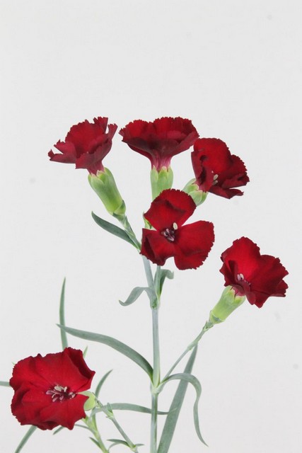 Carnation Spr Solomio Edo 60cm