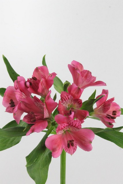 Alstroemeria Rome 80cm Ex