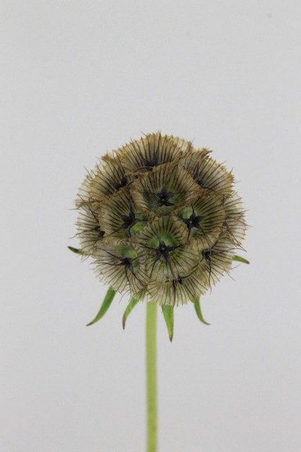 Scabiosa Stellata Seedhead 70cm