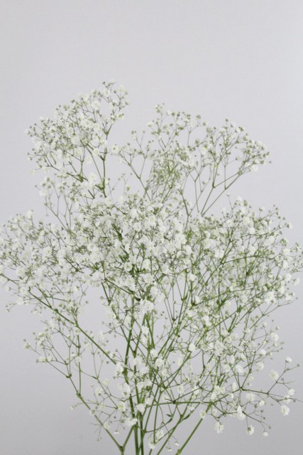 Gypsophila Xlence 80cm 40g Ec