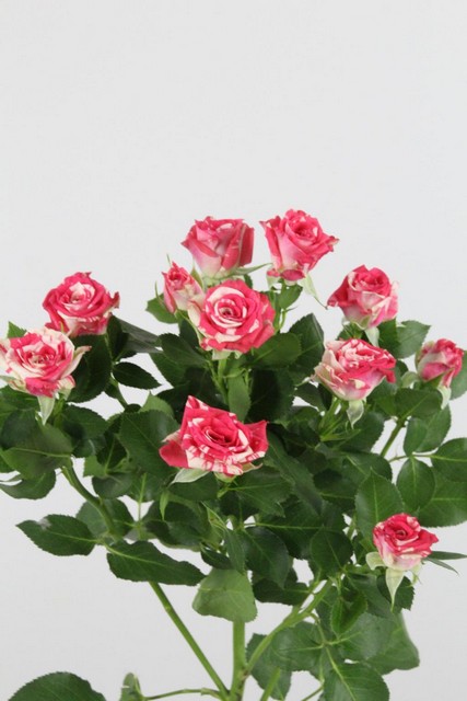 Rose Spr Fireworks 60cm X10