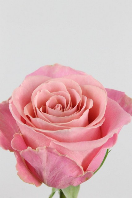 Rose Bg Hermosa 60cm X10
