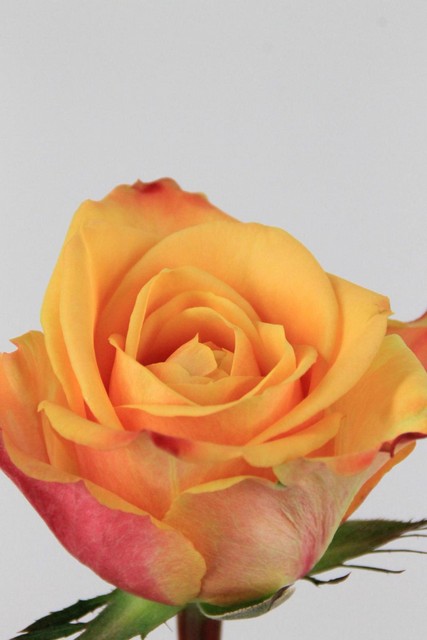Rose Bg Pebbles 60cm X10