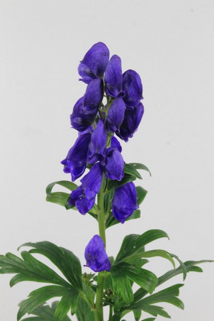 Aconitum Arendsi 80cm