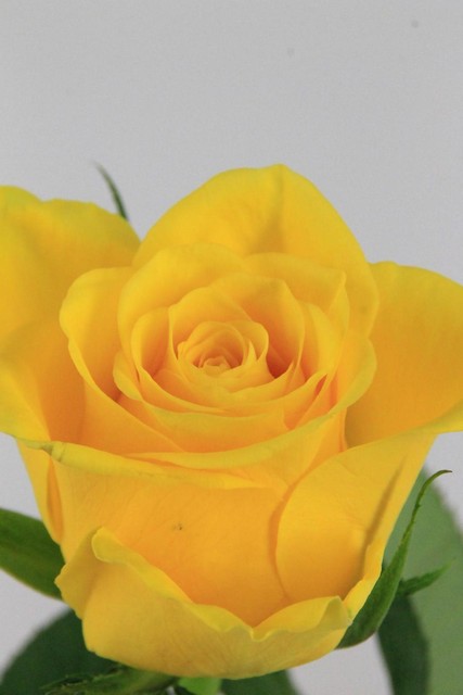 Rose Bg Moonwalk 60cm X10
