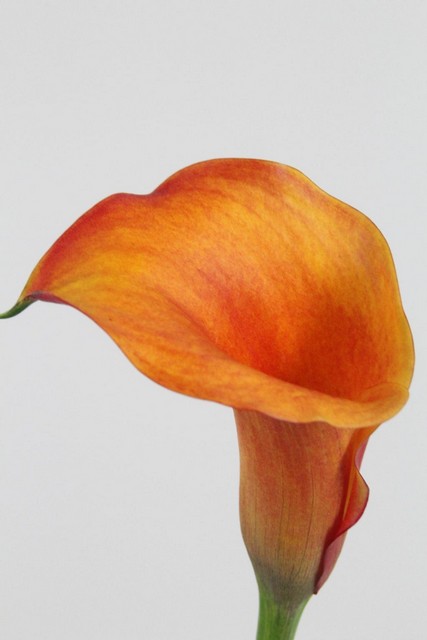 Calla Captain Odeon 70cm