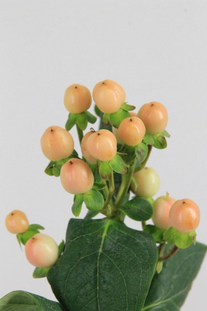 Hypericum Mellow Romance 50cm