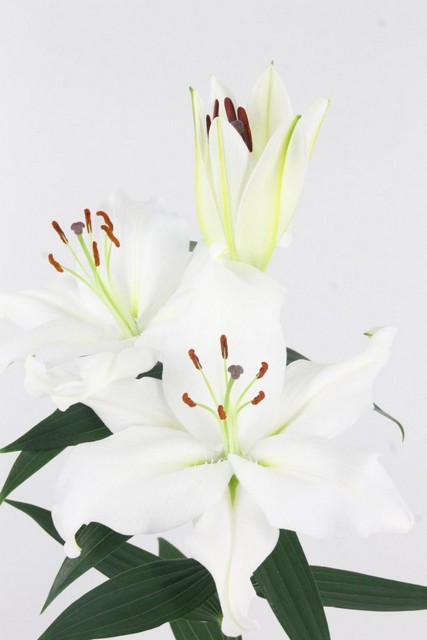 Lily Or Pacific Ocean 32fl 80cm