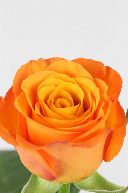 Rose Bg Confidential 70cm X10