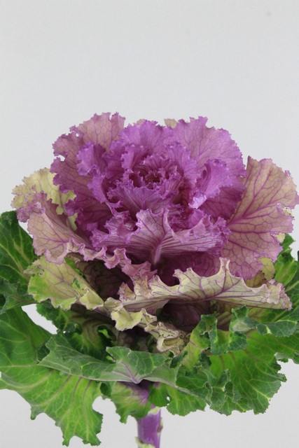 Brassica Bogdana 70cm