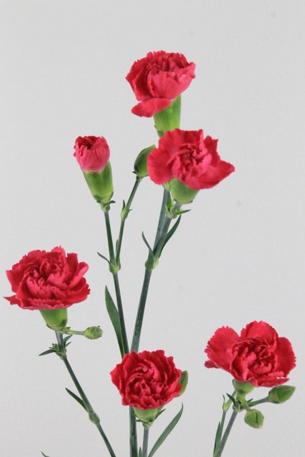 Carnation Spr Pigeon 65cm