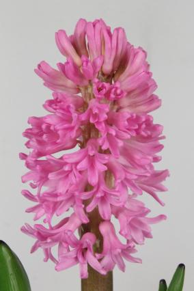 Hyacinths Johanna 30cm 32fl
