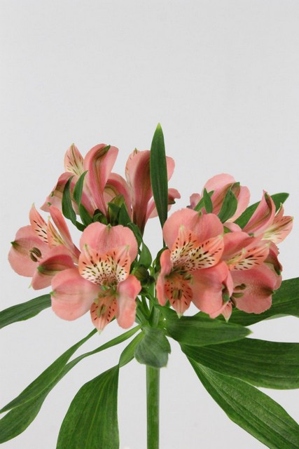 Alstroemeria Estee 75cm
