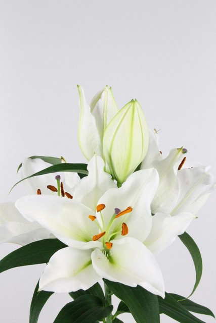 Lily Or Severn 4fl 100cm