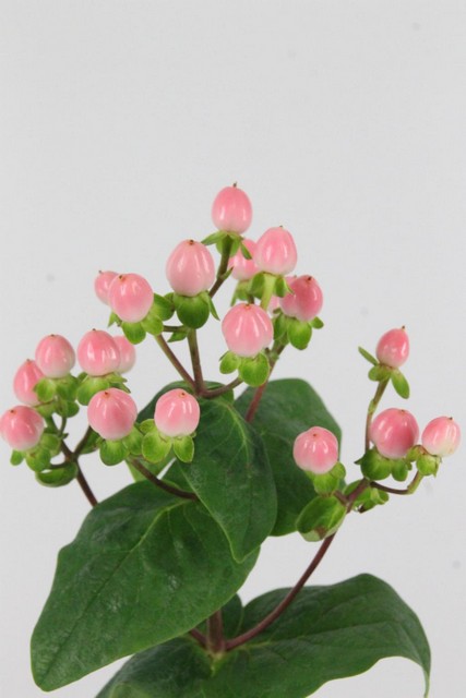 Hypericum Coco Casino 70cm X10