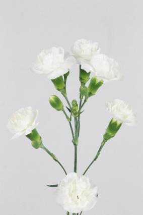 Carnation Spr Tarifa 65cm