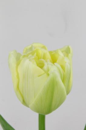 Tulip Db Avant Garde 32g