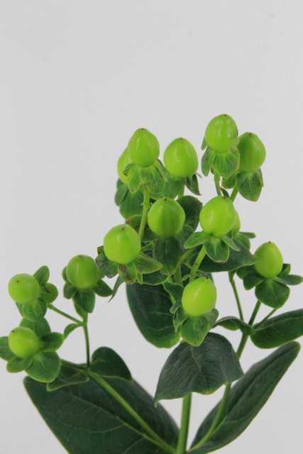 Hypericum Coco Bamboo 70cm
