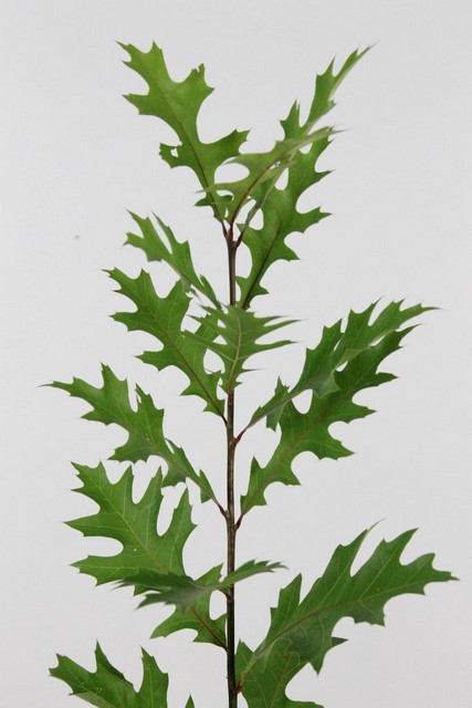 Oakleaves Palustris 80cm