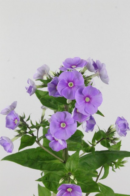 Phlox Butterfly 70cm Ke