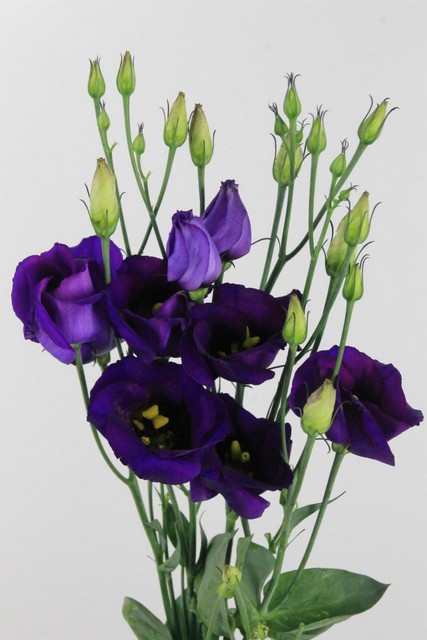 Lisianthus Si Piccolo Violet 75cm