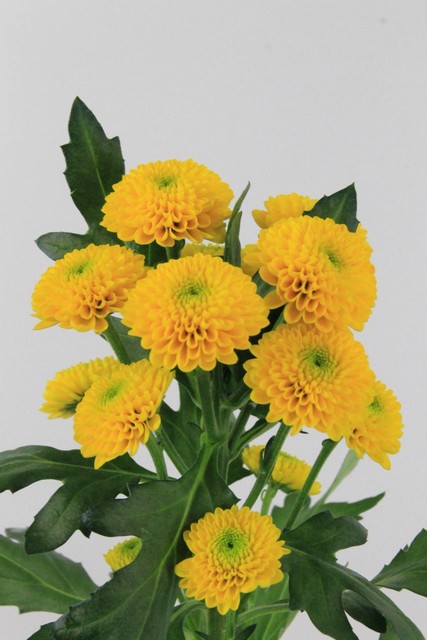 Chrys Sant Aurinko 1100g