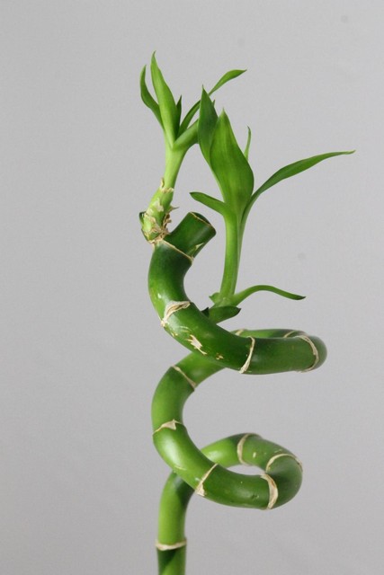 Lucky Bamboo Spiral 80cm