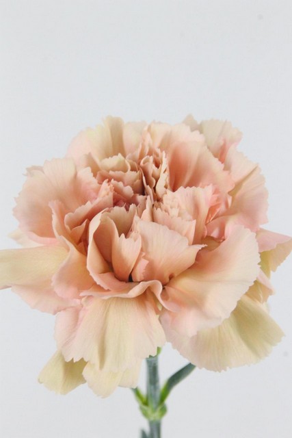Carnation St Caramel 70cm