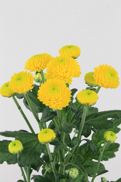 Chrys Spr Limoncello