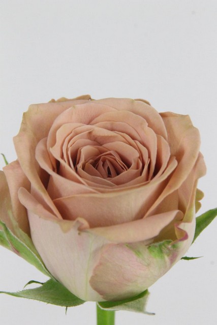 Rose Bg Cappuccino 50cm X10