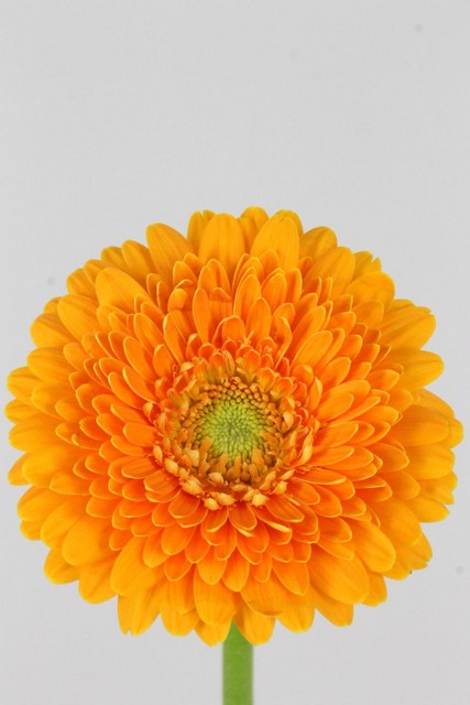 Germini Pomponi Fanta