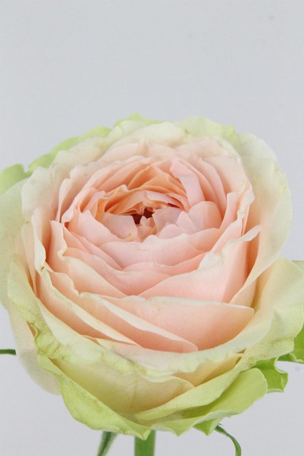 Rose Bg Gravity 60cm X10