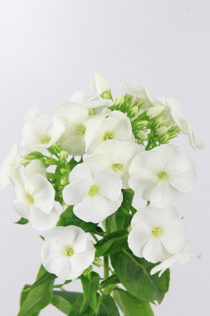 Phlox Whitecap 70cm