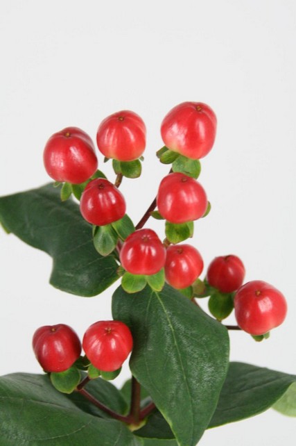 Hypericum Coco Tango 70cm