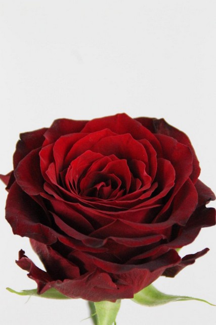 Rose Bg Ever Red 70cm X10