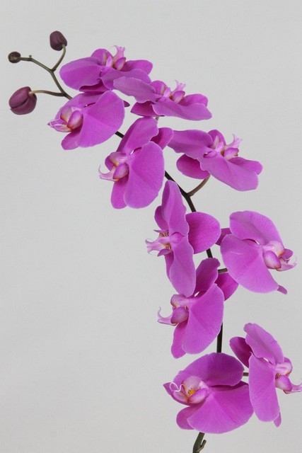 Phalaenopsis Per Stem Buffalo 7-9fl