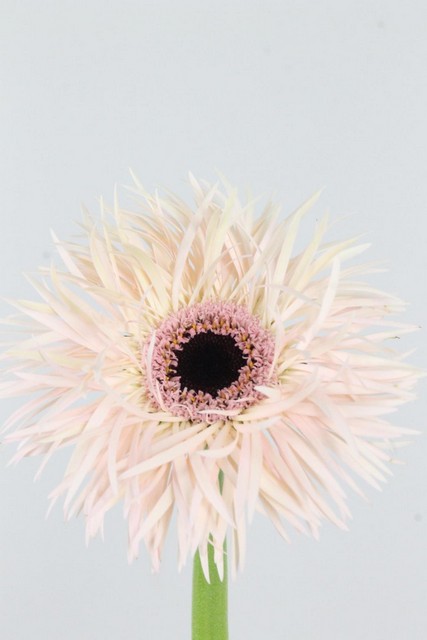 Gerbera Spider Cream Springs