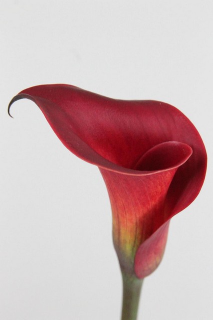 Calla Red Charm 60cm