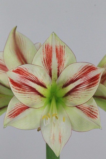 Amaryllis Ga Ambiance 4fl X12 75cm