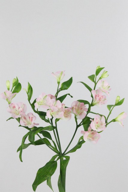Alstroemeria Fl Charmelia 75cm