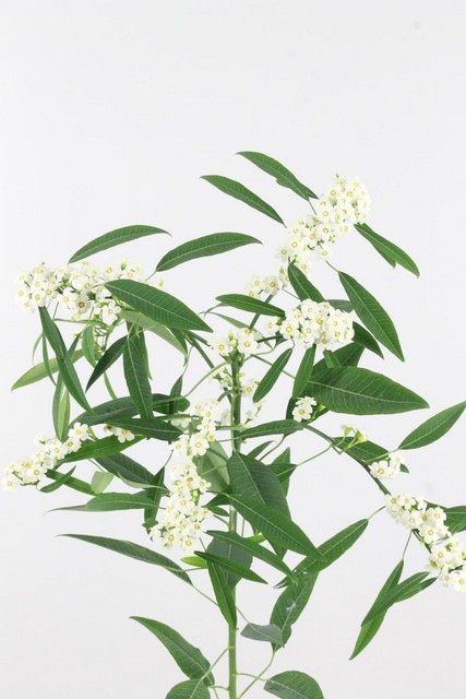 Euphorbia Fu Spr Quicksilver 80cm