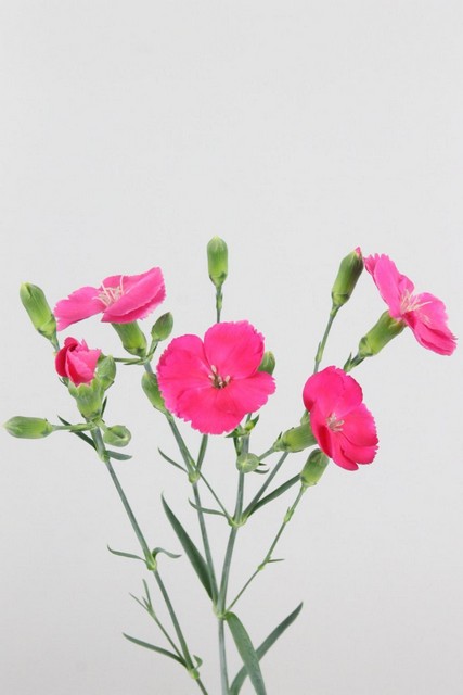 Carnation Spr Solomio Imre 60cm