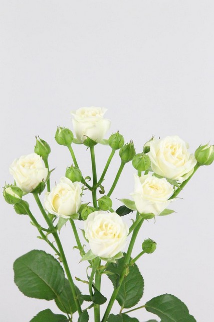 Rose Spr Belarus 60cm X10